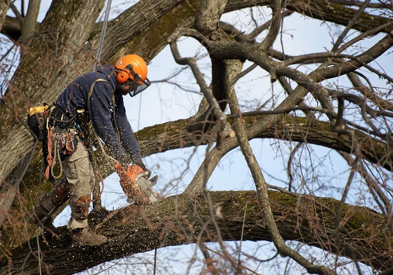 A man in orange helmet cutting branches off of tree.