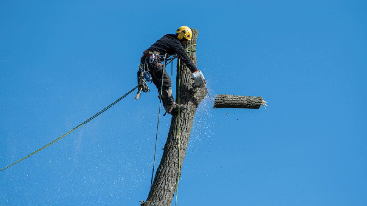 A technician with a chainsaw performing professional tree services.