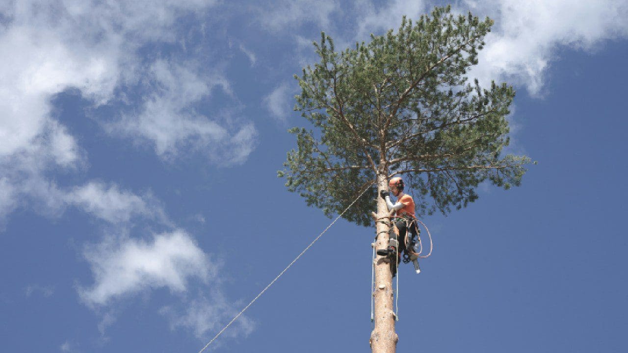 A man in the air on top of a tree.
