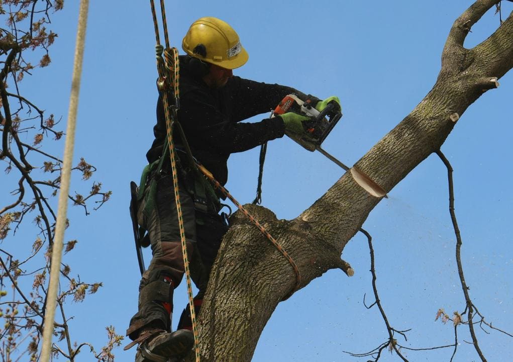 A man in yellow hard hat cutting tree branch.