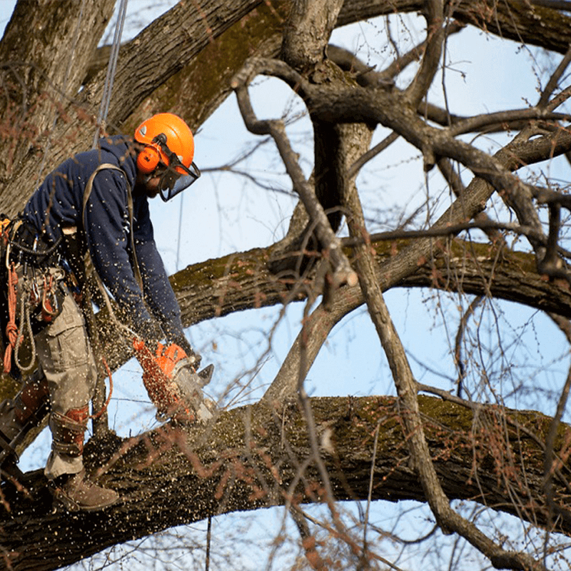 Landscaper using an electric trimmer for precise hedge trimming.