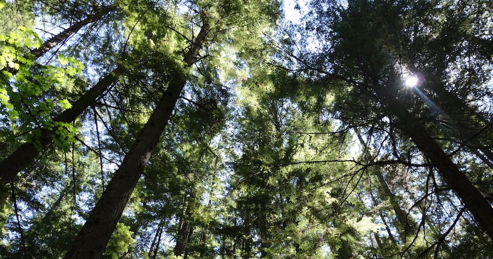 A view of trees from below looking up.