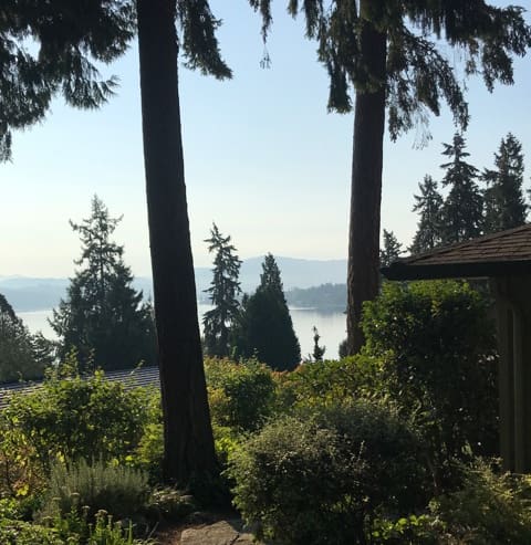 A view of trees and water from the back yard.